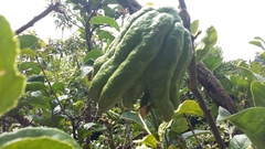 Citrus medica sarcodactylis