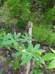 Anemonastrum dichotomum