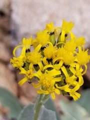 Senecio atratus