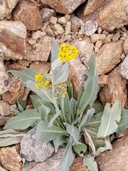 Senecio atratus