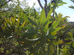 Tapinanthus rubromarginatus