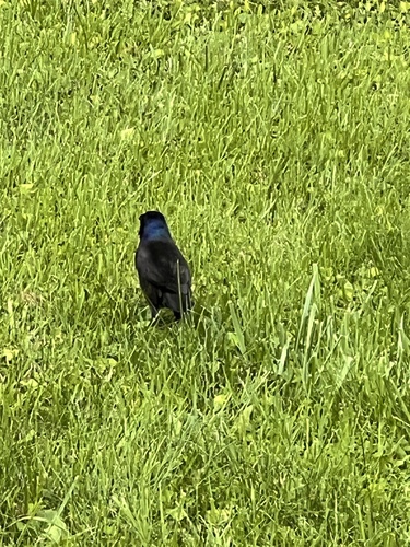Common Grackle