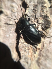 Centronopus calcaratus