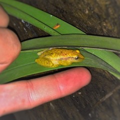 Tlalocohyla smithii
