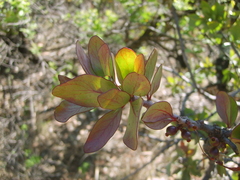Tapinanthus rubromarginatus