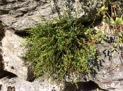 Asplenium × alternifolium