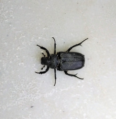 Cremastocheilus crinitus