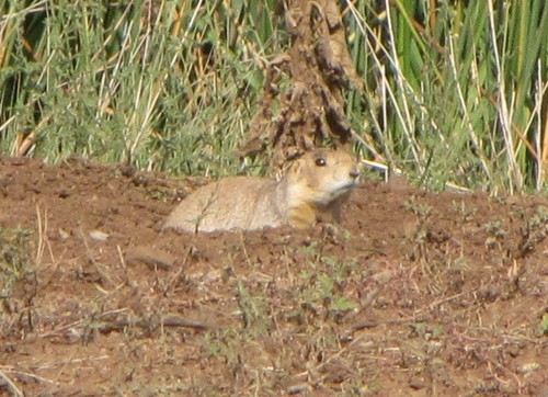 Gunnison's Prairie Dog