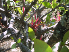 Tapinanthus rubromarginatus