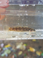 Carolina Fantail Darter photo 4