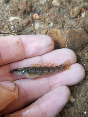 Carolina Fantail Darter photo 5