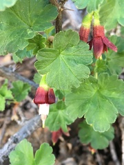 Ribes roezlii
