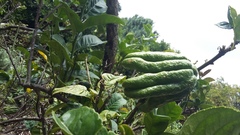 Citrus medica sarcodactylis