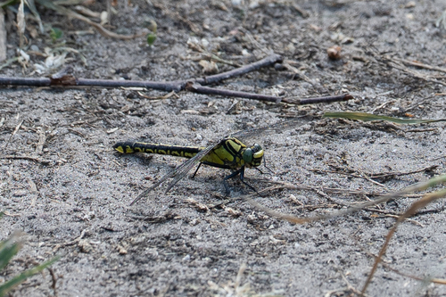 Common Clubtail, Oisterwijk, Nederland, photo 7 of 10