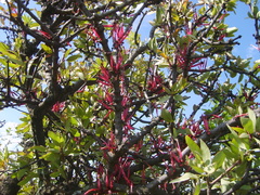 Tapinanthus rubromarginatus