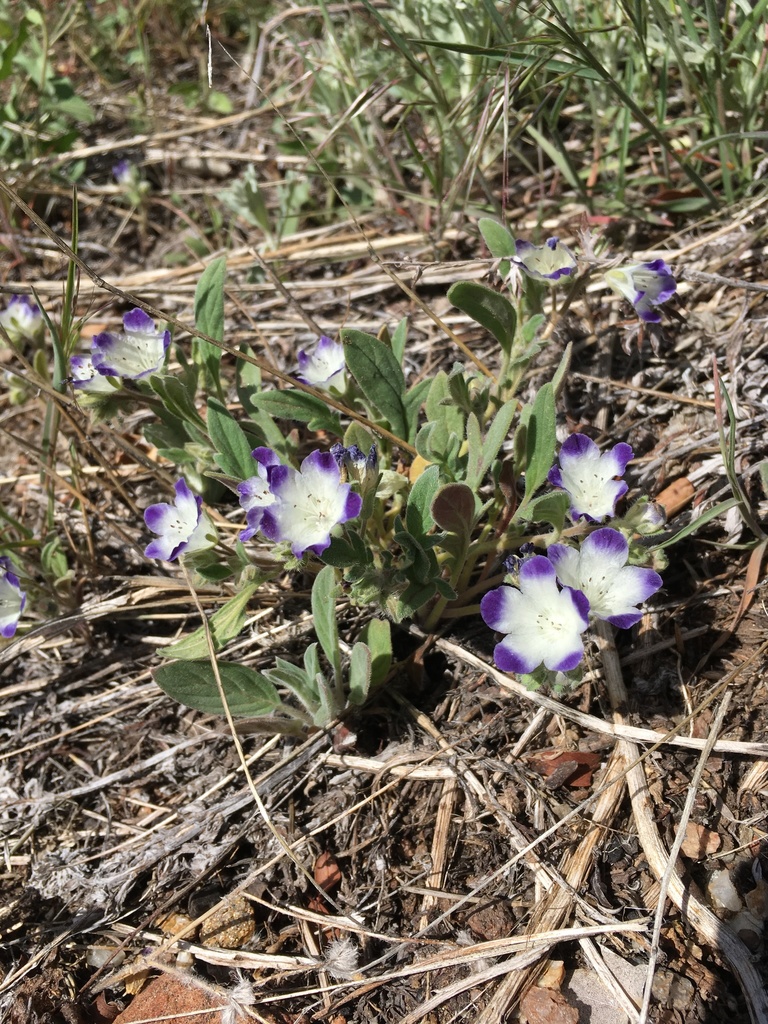 Davidson's phacelia (Phacelia davidsonii)