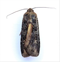 Actebia fennica