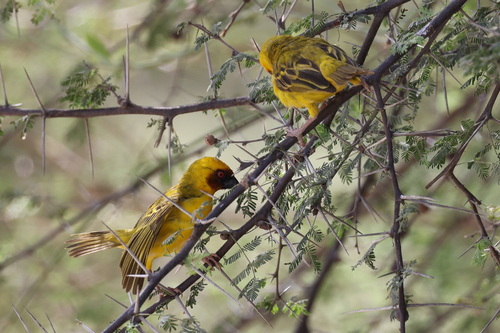 Rüppell's Weaver (Ploceus galbula), photo 6