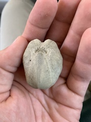 Spatangoida