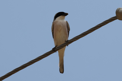 Lesser Grey Shrike