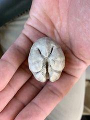 Spatangoida