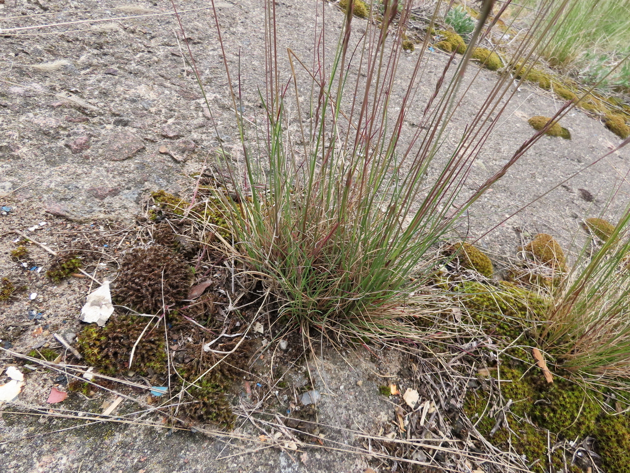 Imagem de Festuca azul