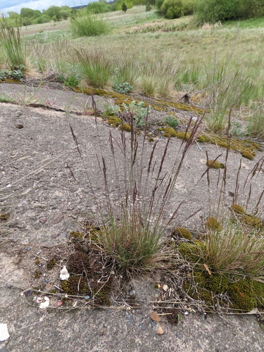 Foto de Festuca azul