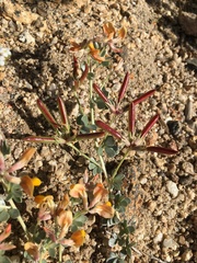 Acmispon argyraeus argyraeus