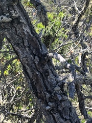 Pinus contorta bolanderi