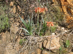 Aloe verecunda