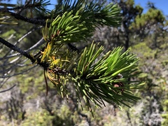 Pinus contorta bolanderi