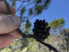 Pinus contorta bolanderi