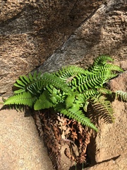 Polystichum imbricans imbricans