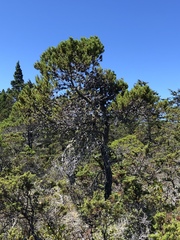 Pinus contorta bolanderi