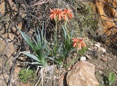 Aloe verecunda