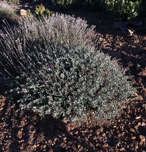 Image of Penstemon californicus by (c) Matt Berger, some rights reserved (CC BY)