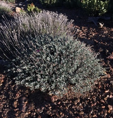 Penstemon californicus