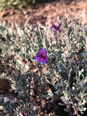 Penstemon californicus