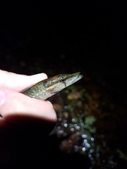 Esox americanus