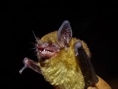 Bickham's Yellow Bat photo 3