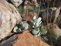 Cotyledon orbiculata oblonga