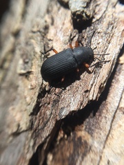 Haplandrus fulvipes