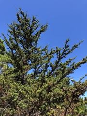 Cupressus pygmaea
