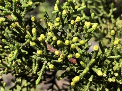 Cupressus pygmaea