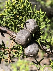 Cupressus pygmaea