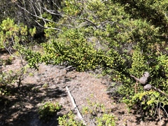 Cupressus pygmaea