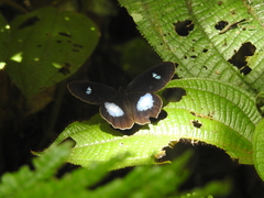 Pierella hortona