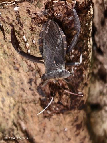 Prionolomiopsis spinifera