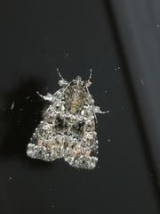 Callopistria latreillei