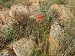 Aloe verecunda